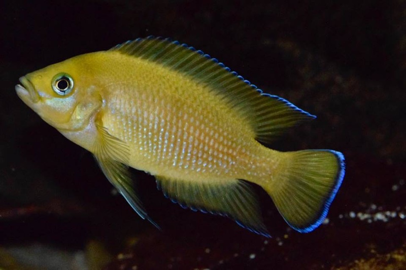 Variabilichromis moorii